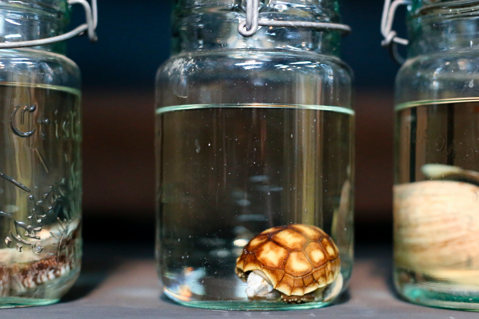 Colección de Mastozoología